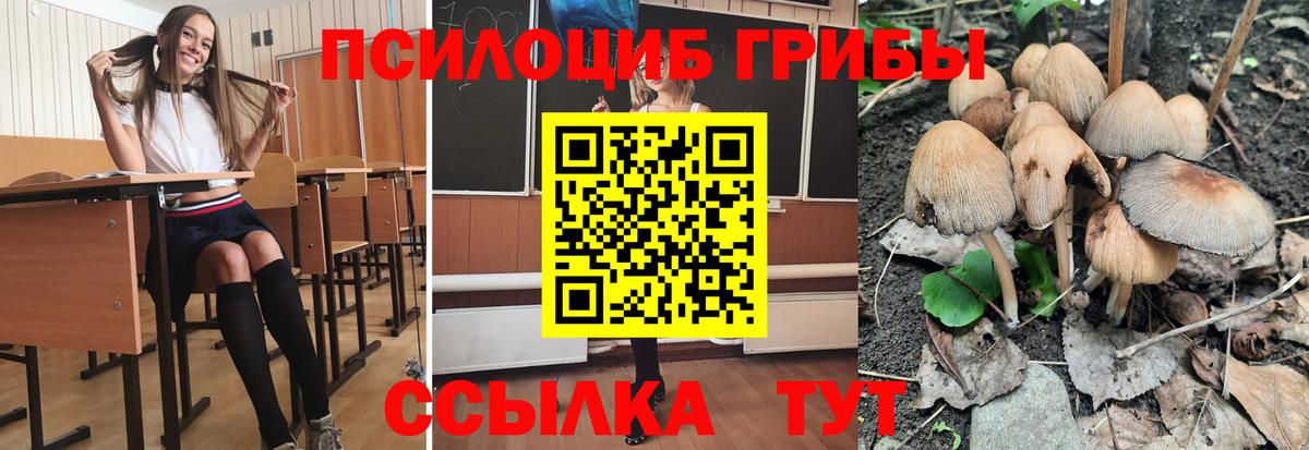 Галлюциногенные грибы Cubensis  Вход с VPN  Сокол 